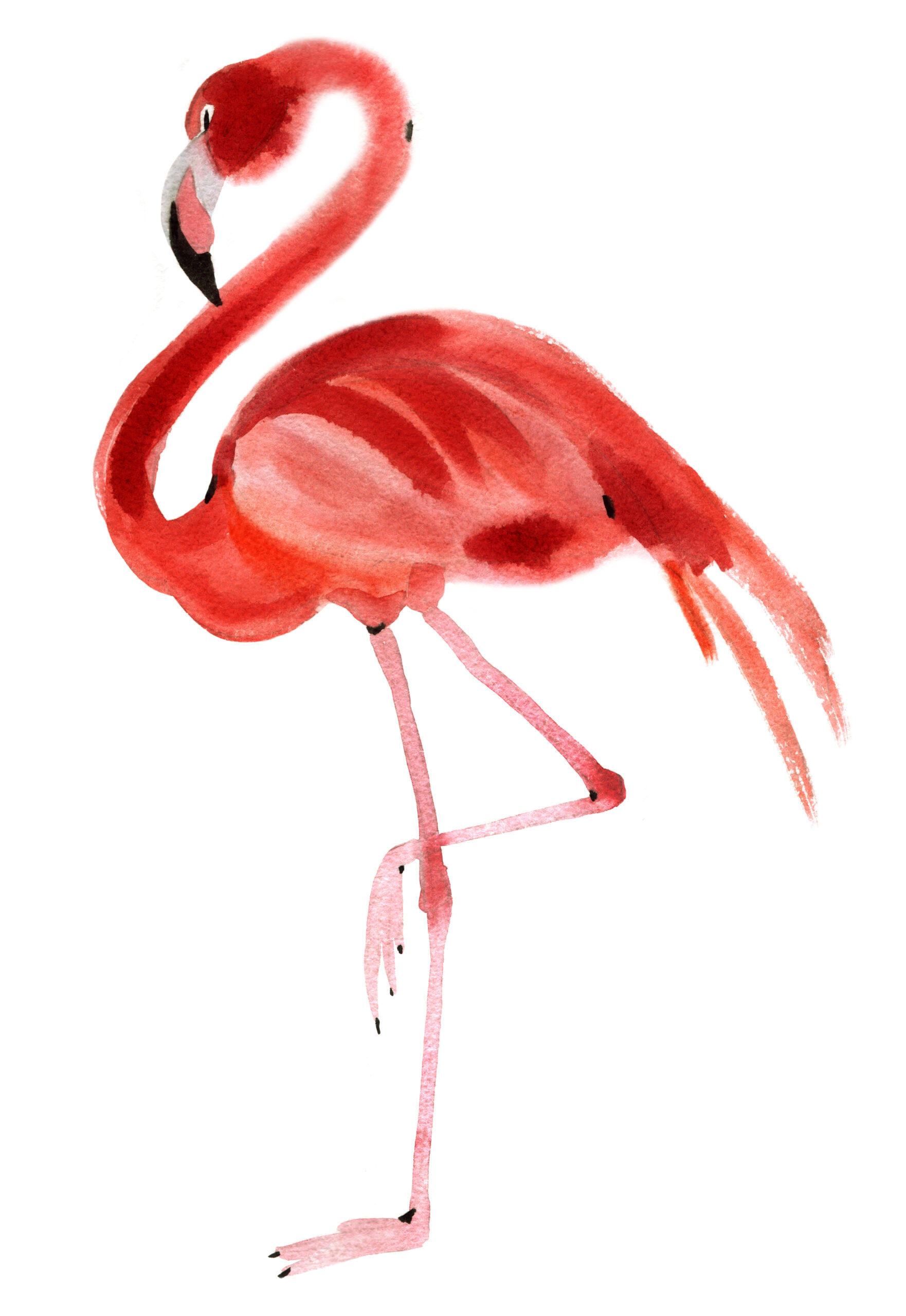 Watercolor,Illustration,Of,A,Bird,Flamingo
